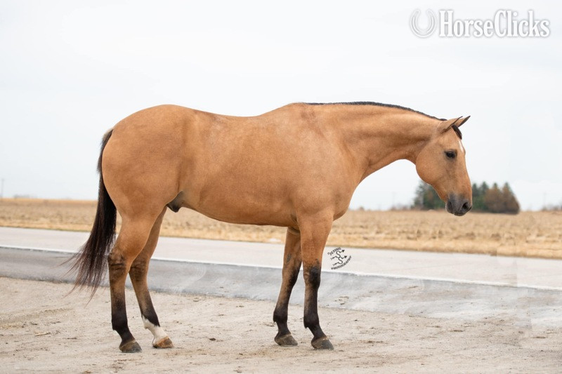 California "RYAN LIGHTHORSE" Buckskin Gelding Quarter Horse