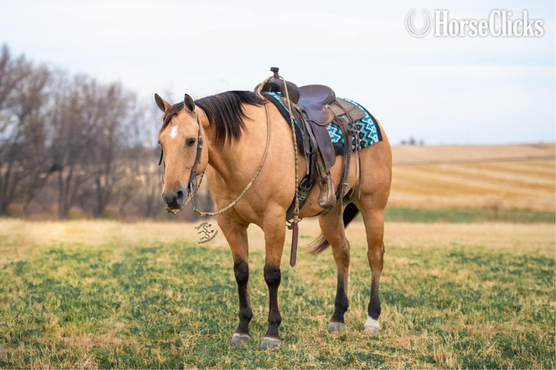 "RYAN LIGHTHORSE" Buckskin Gelding Quarter Horse - Quarter Horse in California