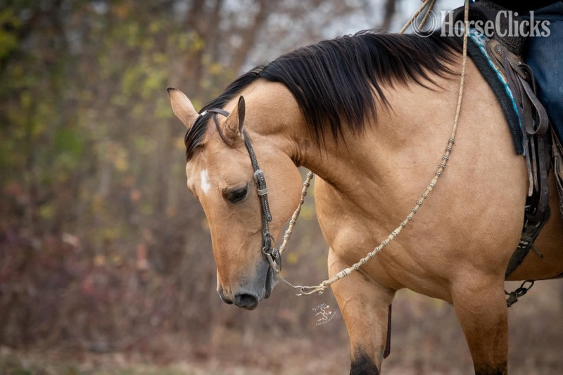 "RYAN LIGHTHORSE" Buckskin Gelding Quarter Horse - Quarter Horse