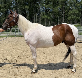 "Paint" Pinto Gelding Paint