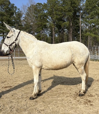 "Mule" White Gelding Mule