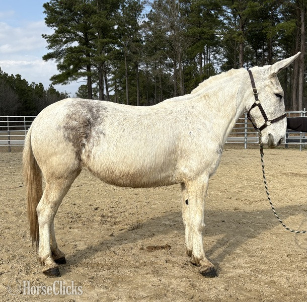 "Mule" White Gelding Mule