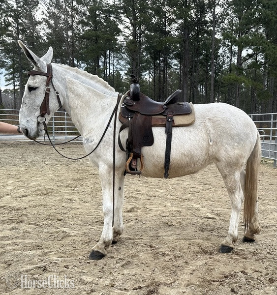 North Carolina "Mule" White Gelding Mule