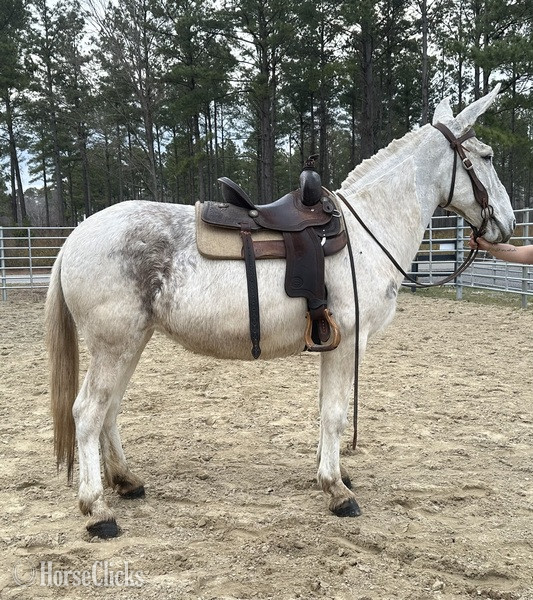 "Mule" White Gelding Mule - Mule in North Carolina
