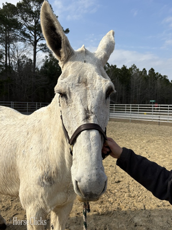 "Mule" White Gelding Mule - Mule