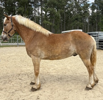 "Haflinger" Sorrel Gelding Haflinger