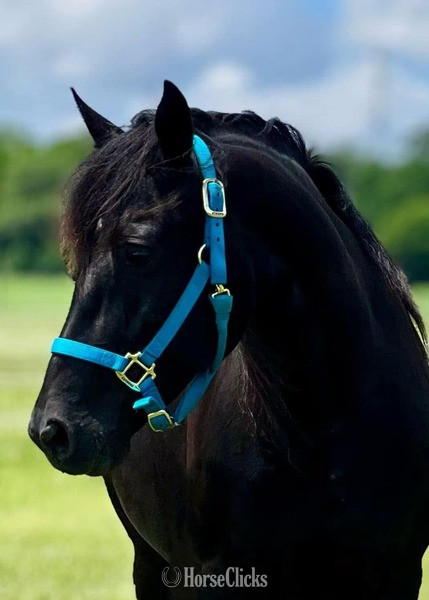"Ace?s Spirit Of Grace " Black Mare Rocky Mountain in Kentucky