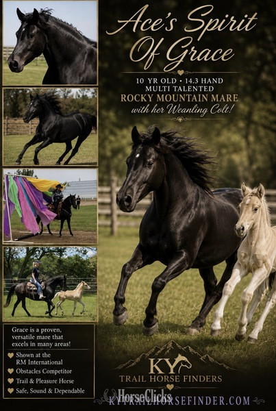 "Aces Spirit Of Grace " Black Mare Rocky Mountain in Kentucky