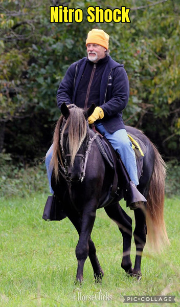 "Ace?s Spirit Of Grace " Black Mare Rocky Mountain