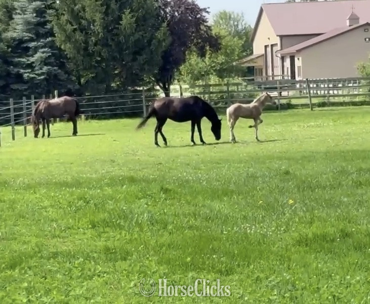 "Ace?s Spirit Of Grace " Black Mare Rocky Mountain - Rocky Mountain