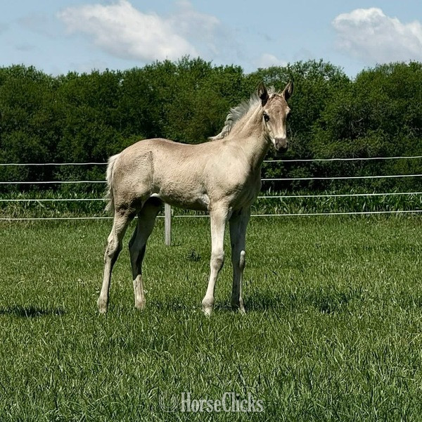 Rocky Mountain - "Ace?s Spirit Of Grace " Black Mare Rocky Mountain in Kentucky