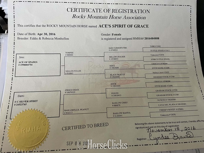Rocky Mountain - "Ace?s Spirit Of Grace " Black Mare Rocky Mountain