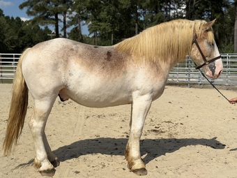 "Chief " Red Roan Gelding Belgian