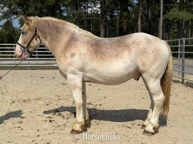 "Chief " Red Roan Gelding Belgian