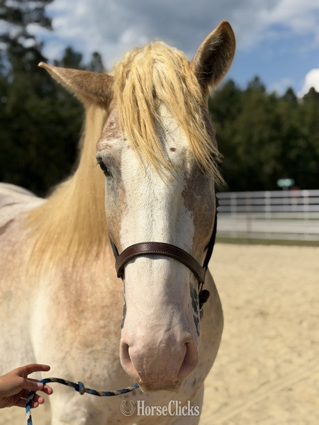 North Carolina "Chief " Red Roan Gelding Belgian