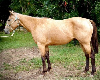 "Swig" Buckskin Gelding Quarter Horse