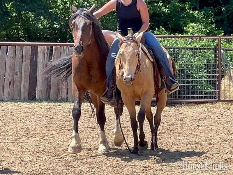 "Swig" Buckskin Gelding Quarter Horse