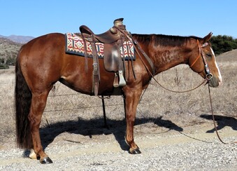 "ONE AWESOM CHANEL" Sorrel Mare Paint