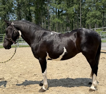 "Paint" Pinto Mare Paint