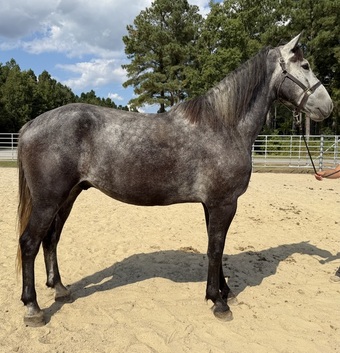 "Catawba" Grey Gelding Percheron