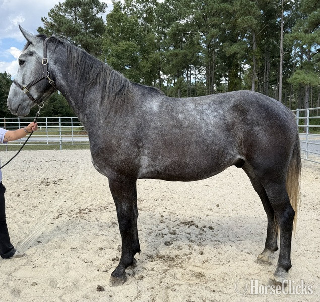 "Catawba" Grey Gelding Percheron