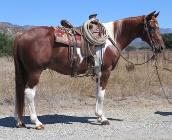 "CORTA CAT" Sorrel Gelding Paint
