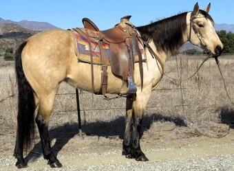 "RD MISS YELLA KING" Buckskin Mare Quarter Horse
