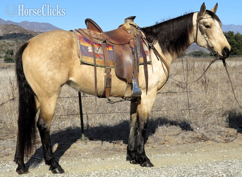 "RD MISS YELLA KING" Buckskin Mare Quarter Horse in California