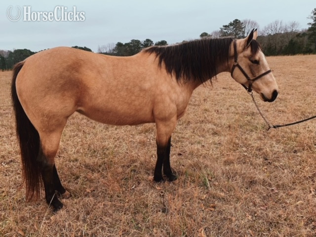 California "RD MISS YELLA KING" Buckskin Mare Quarter Horse