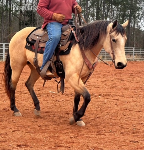 "RD MISS YELLA KING" Buckskin Mare Quarter Horse - Quarter Horse in California