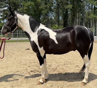 "Oliver" Pinto Gelding Paint