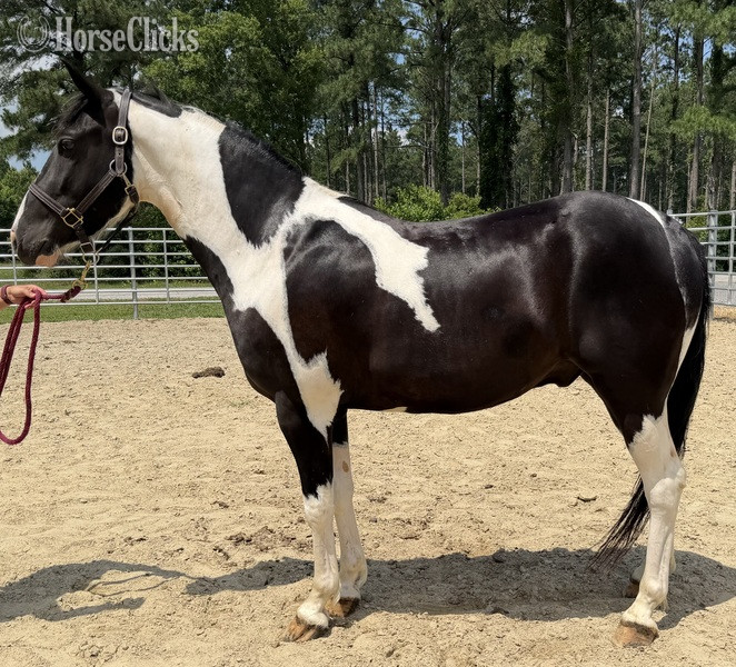 "Oliver" Pinto Gelding Paint in North Carolina