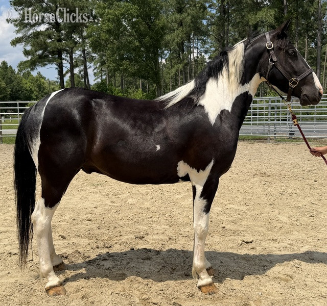 "Oliver" Pinto Gelding Paint
