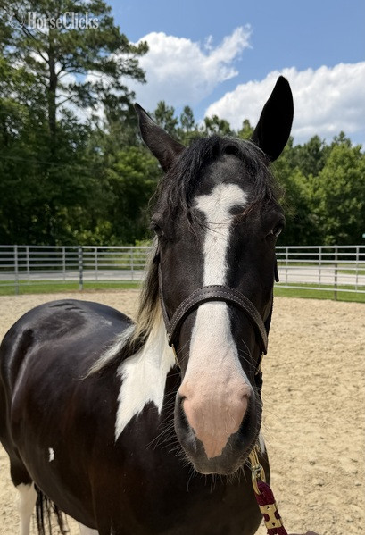 North Carolina "Oliver" Pinto Gelding Paint