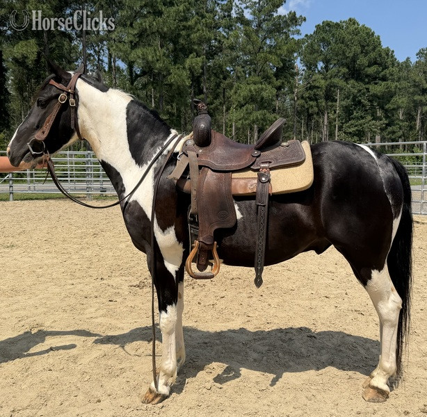"Oliver" Pinto Gelding Paint - Paint in North Carolina