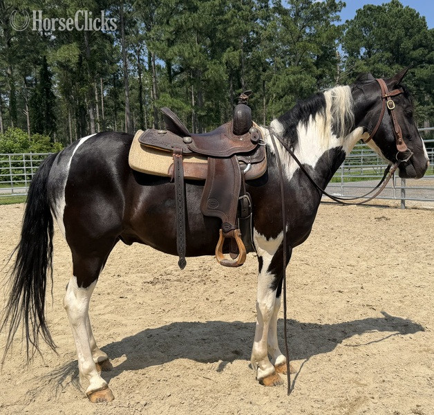 "Oliver" Pinto Gelding Paint - Paint