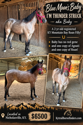 "Blue Moon?s Baby I?m Thunder Struck " Bay Roan Filly Kentucky Mountain