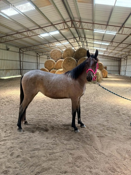Kentucky Mountain - "Blue Moon?s Baby I?m Thunder Struck " Bay Roan Filly Kentucky Mountain