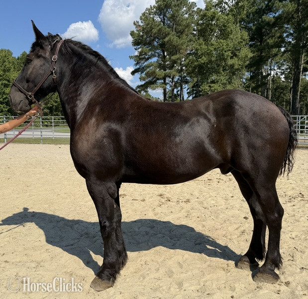 "Percheron" Black Gelding Percheron