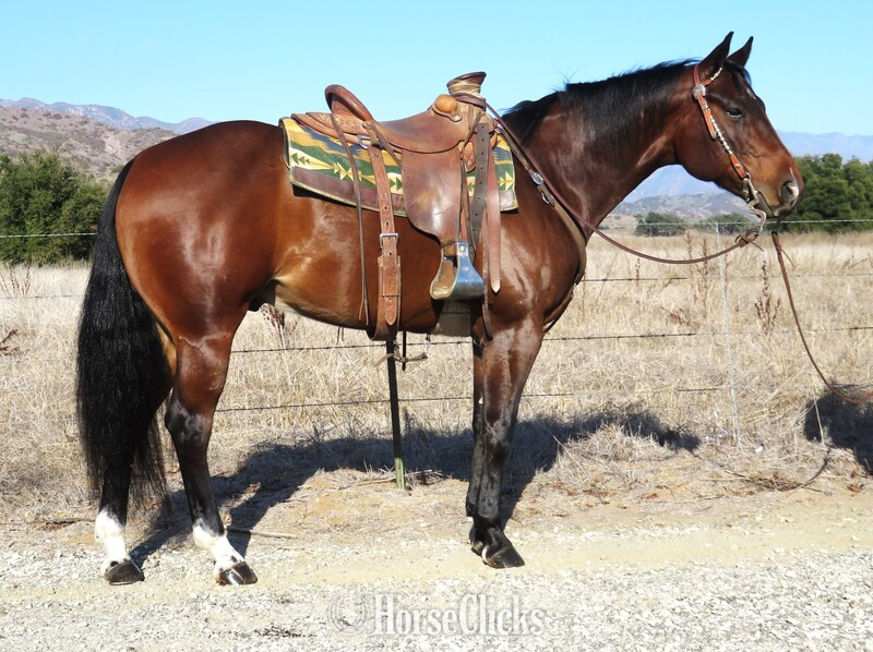 "LIVIN IN THE USA" Bay Gelding Quarter Horse in California