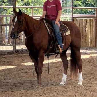 "Gomez" Sorrel Gelding Quarter Horse
