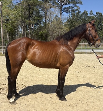 "Bay" Bay Mare Draft