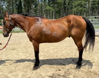 "Chip" Bay Gelding Quarter Horse