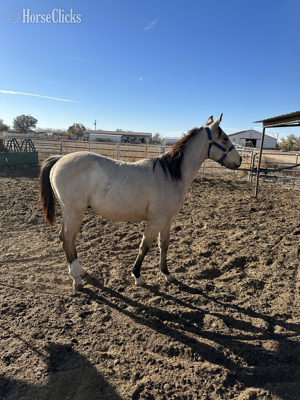 "CLR frenchman chilli" Buckskin Colt Quarter Horse in Colorado