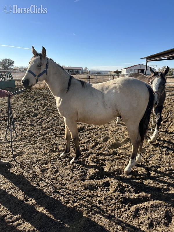 Colorado "CLR frenchman chilli" Buckskin Colt Quarter Horse