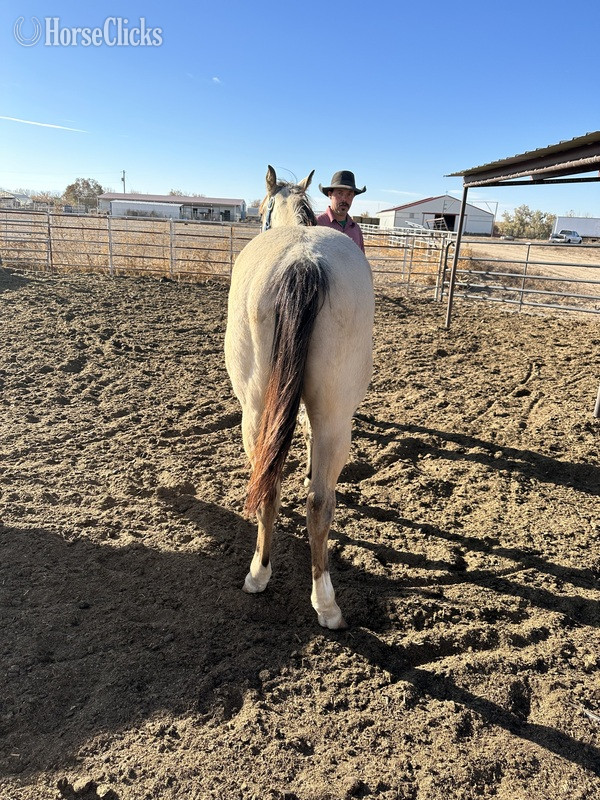 "CLR frenchman chilli" Buckskin Colt Quarter Horse - Quarter Horse in Colorado