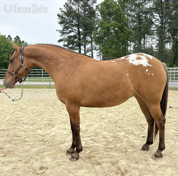 "Appaloosa" Brown Mare Quarter Horse in North Carolina