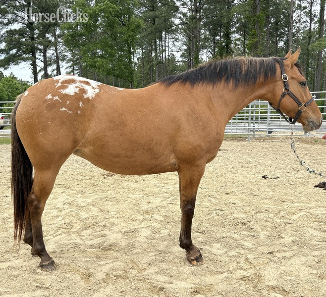 "Appaloosa" Brown Mare Quarter Horse