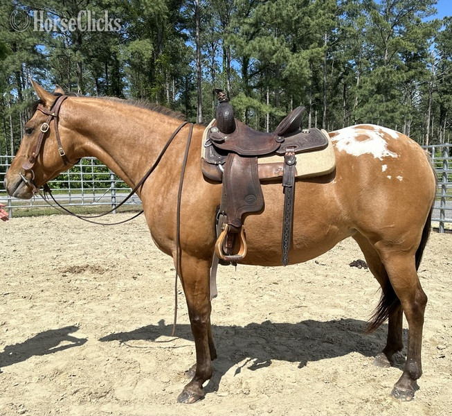 "Appaloosa" Brown Mare Quarter Horse - Quarter Horse in North Carolina