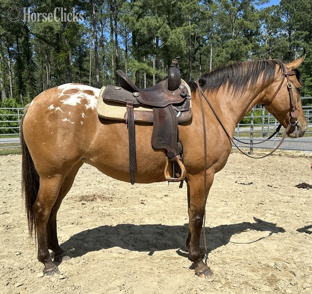 "Appaloosa" Brown Mare Quarter Horse - Quarter Horse